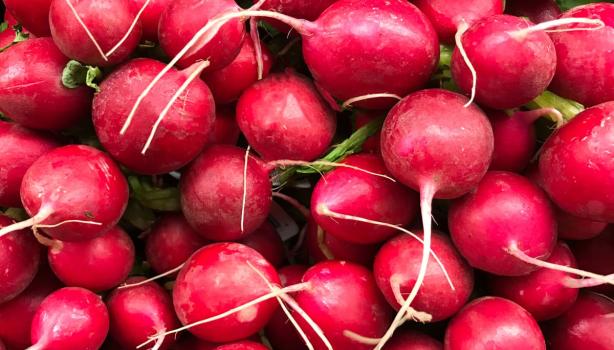 capa Os principais Benefícios do Rabanete e as Melhores Receitas Benefícios do Rabanete: Vários rabanetes juntos