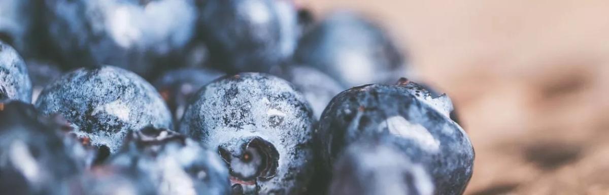 Mirtilo: benefícios dessa frutinha azul