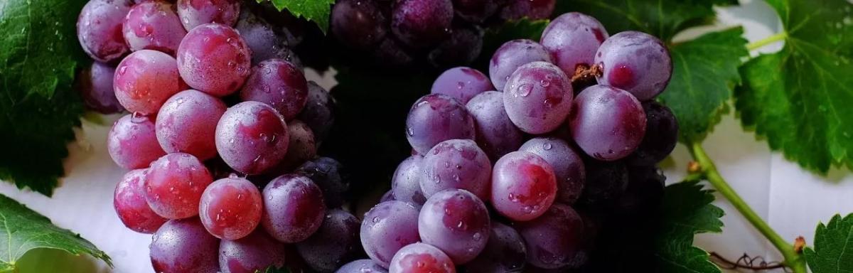 Benefícios da uva: como a uva contribui para a saúde